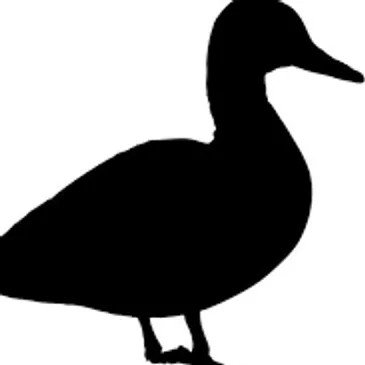 Black Duck Pits today
